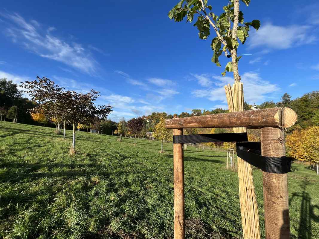 Frisch gepflanzte Bäume